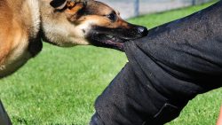 Dog Bites: Assessing Personal Injury Cases