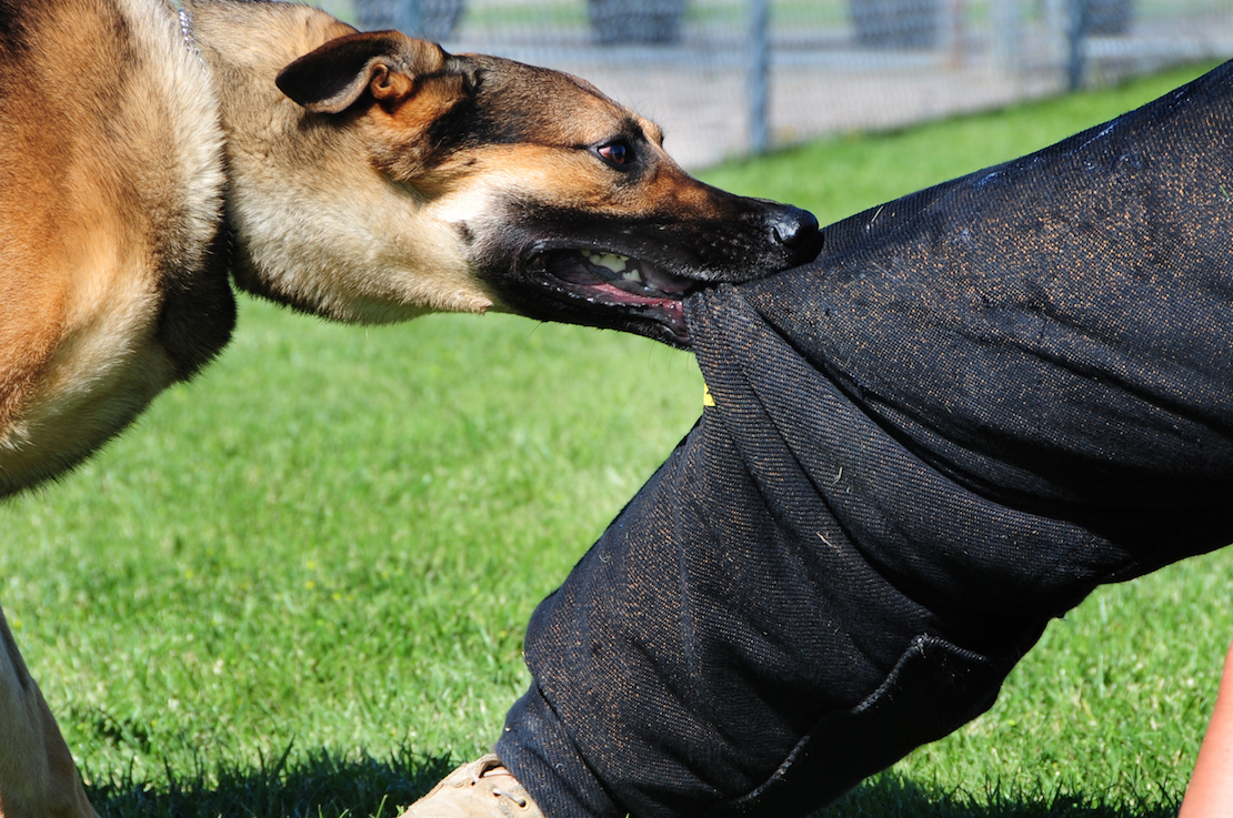 Dog Bites: Assessing Personal Injury Cases